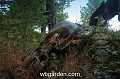 wbgarden alps 87